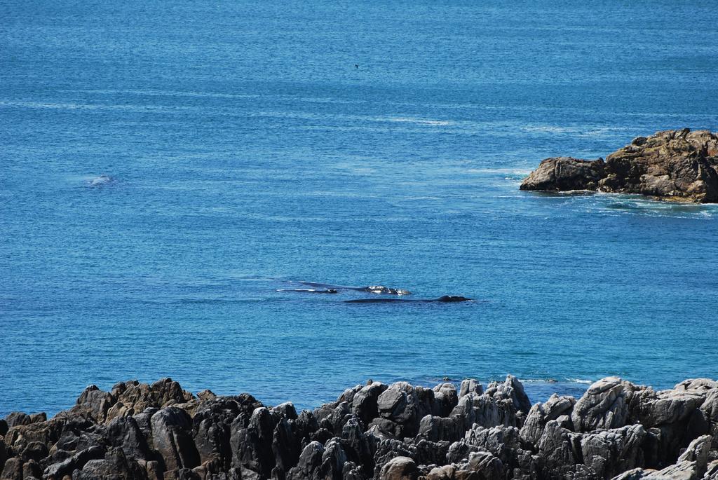 Whaletale Daire De Kelders Dış mekan fotoğraf