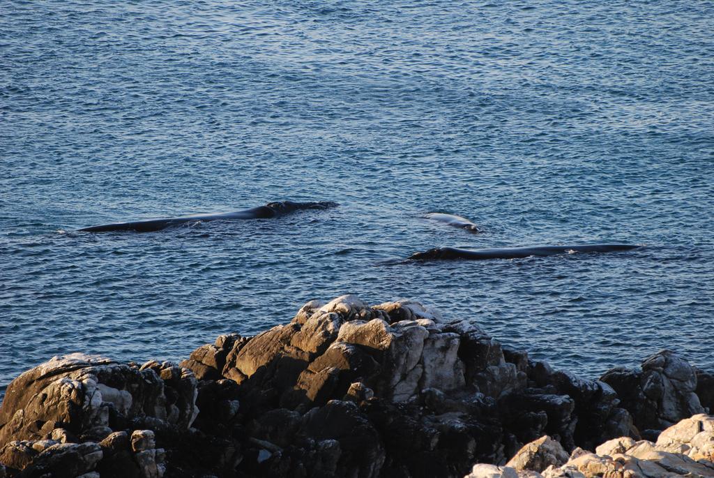 Whaletale Daire De Kelders Dış mekan fotoğraf
