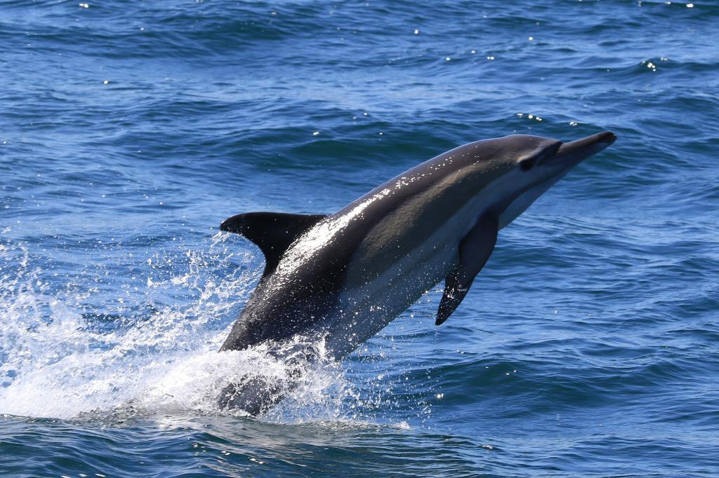 Whaletale Daire De Kelders Dış mekan fotoğraf