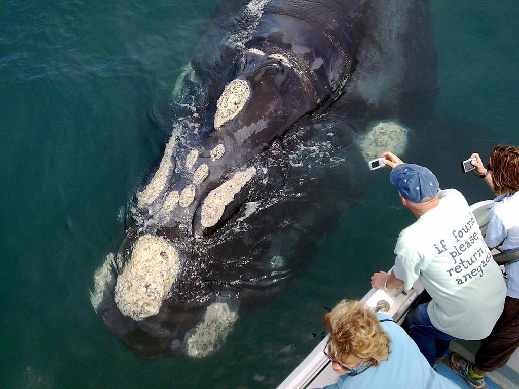 Whaletale Daire De Kelders Dış mekan fotoğraf